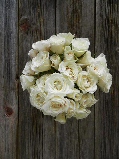 MAJOLIKA WHITE   SPRAY ROSES